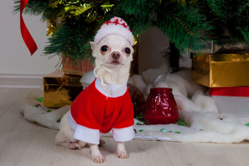 small doggie in a New Year's suit