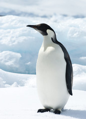 The young emperor penguin on the ice.