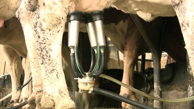 Cows Udder with Milking Machine
