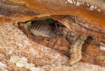 Book scorpion or false scorpion with prey, extreme close-up