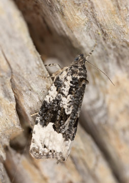 Small grey moth sitting on tree, macro photo