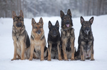 Five German Sheepdogs