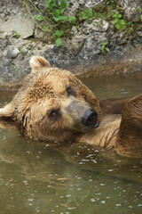 Brown bear taking a bath in the lake.