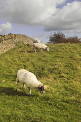 Fototapeta premium countryside hills