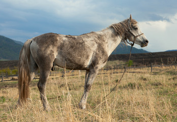 Obraz na płótnie Canvas Brudny biały koń