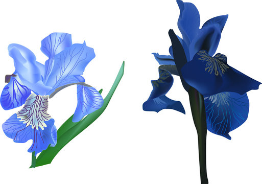 two blue iris flowers on white