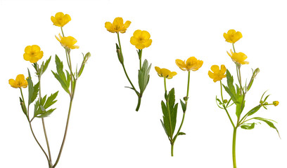 isolated collection of yellow buttercup flowers - obrazy, fototapety, plakaty