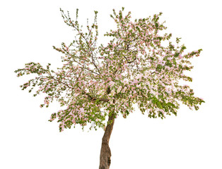isolated apple tree with white flowers