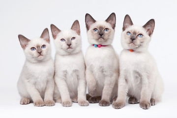 four small thai kittens on white background