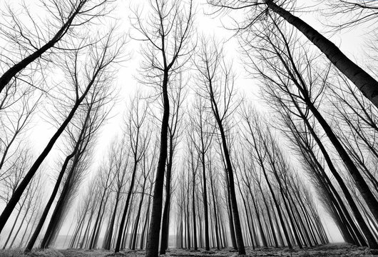 Bosco oscuro