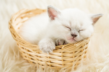 Fototapeta na wymiar Śpiąca kotka w koszyku