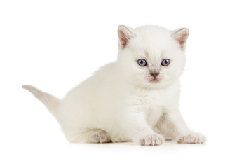 White British baby cat