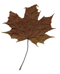 autumn leaf