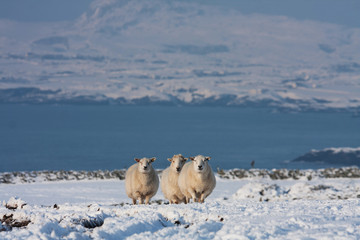 Fototapeta na wymiar Sheep in Snow