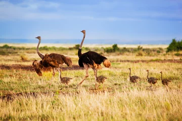 Poster Struisvogelfamilie op savanne, safari in Amboseli, Kenia © Photocreo Bednarek