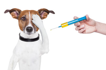 vaccination chien