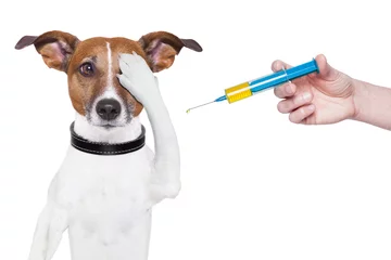 Crédence de cuisine en verre imprimé Chien fou vaccination chien