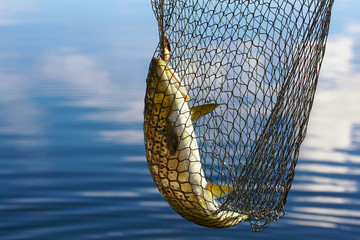 trout catch