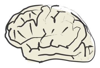 Brain