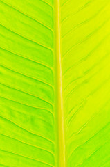 Background of leaf,   spring green leaf background