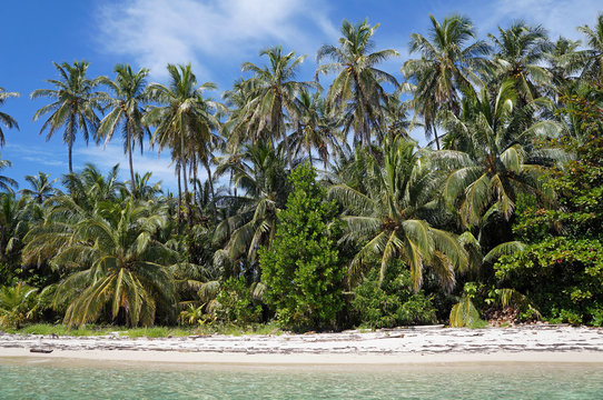 Wild sandy beach shore with luxuriant tropical vegetation, Caribbean sea