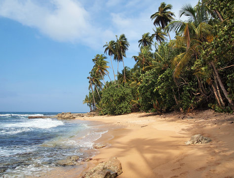 Wild tropical beach with lush vegetation and a shade of a coconut tree on the sand, Costa Rica, Central America