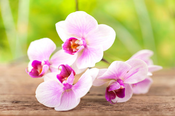 Naklejka na ściany i meble Orchid z naturalnego tła