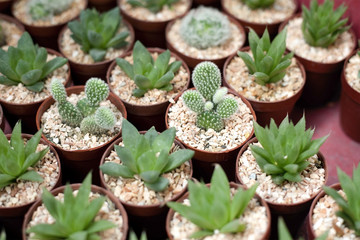 Variety of Cactus