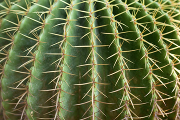 Cactus great