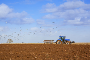 Obraz premium Gulls following Tractor Ploughing Field