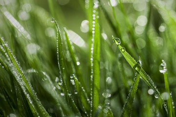 Naklejka premium Wet Grass Close-up