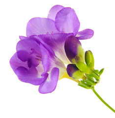 Purple freesia flower, isolated on white