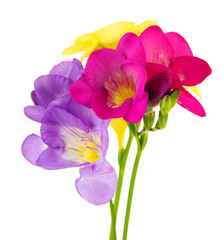 Bouquet of freesias flower, isolated on white