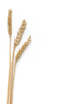 &eacute;pis de bl&eacute;
