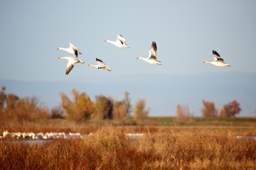 Snow Geese in the Air