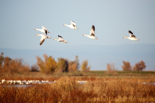 Snow Geese in the Air