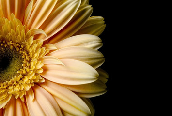 Image of yellow gerbera flower printed on Printed Glass Splashbacks