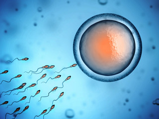 sperm and egg cell