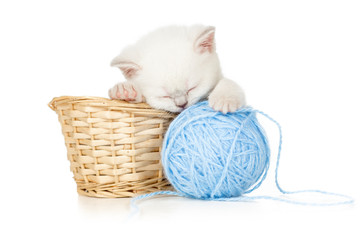 sleeping kitten in basket