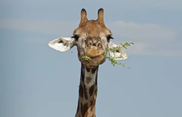 Papier Peint photo Lavable Afrique du Sud Giraffe in Kruger National Park