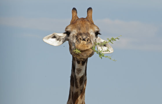 Fototapeta Giraffe in Kruger National Park
