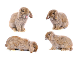 Lop rabbit on white background
