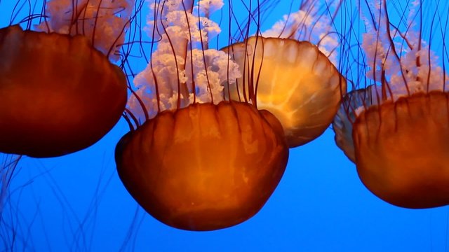 beautiful jelly fishes in the ocean