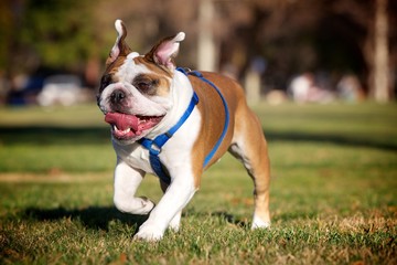Running French Bulldog