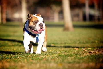 Zelfklevend Fotobehang Franse bulldog Franse Bulldog-houding