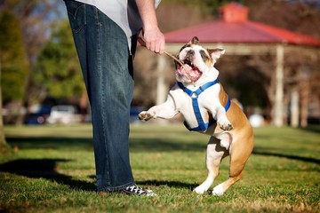 Jumping Bulldog