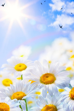 Fototapeta art floral spring or summer background