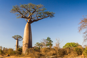 Fototapeta na wymiar Baobab drzewo, Madagaskar