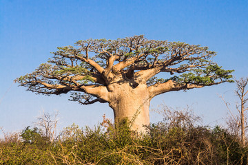 Baobab tree, Madagascar