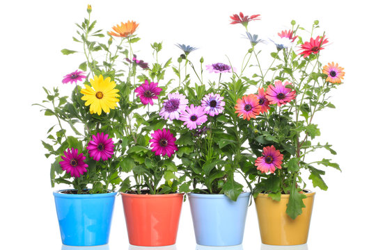 Colorfull Pot with Colorfull african daisy (Dimorphoteca) flower